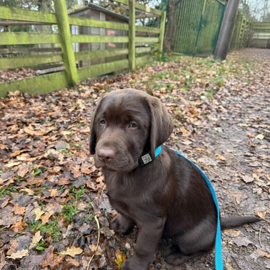 Médaillon QR Loopii™